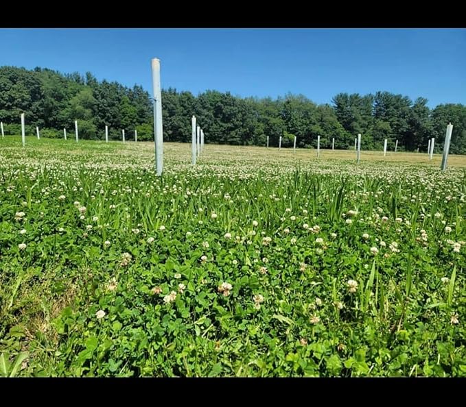 Clover Food Plot Seed for Deer and Turkeys, 1/2 Acre or 3 Acre, 5 Types of Clover, Perennial Blend, Cold Hardy, Drought Tolerant, Highly Palatable (1/2 Acre (3.5lbs))