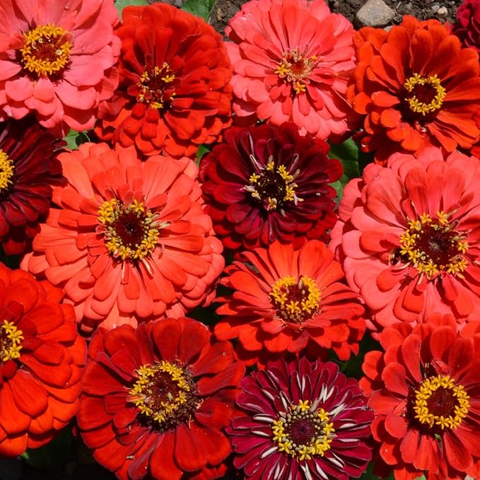 Outsidepride Berry Tart Zinnia Seeds - 1000 Pcs Annual, Heat & Drought Tolerant Flower Seeds for Planting w/Vibrant Blooms for Pollinator Gardens & Floral Arrangements