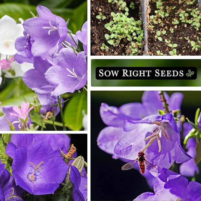Sow Right Seeds - Tussock Bellflower Seeds for Planting - Blue Campanula Carpatica Perennial- Non-GMO Heirloom Packet With Instructions to Plant in Your Garden - Bell Shaped Blooms Outside Gardens (1)