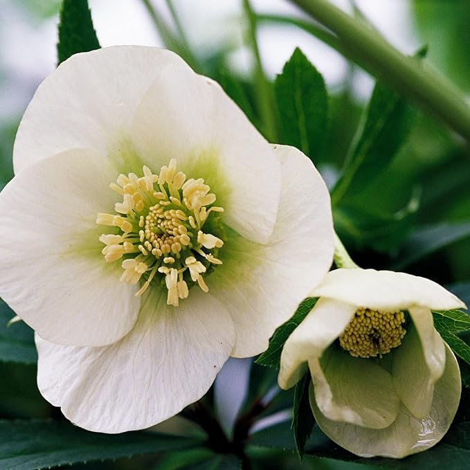 100 Pcs Mixed Helleborus Flower Seeds, Perennial Winter-Blooming Seeds for Planting, Hardy Shade-Loving Flowers for Gardens, Borders, Containers & Year-Round Decorative Landscaping