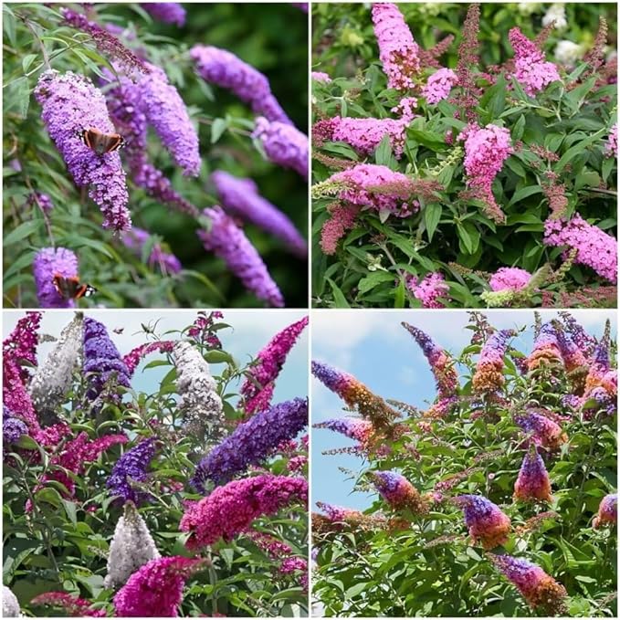 330+ Perennial Mix Butterfly Bush Seeds for Planting-Non-GMO Heirloom Plant Seeds Garden Outdoor