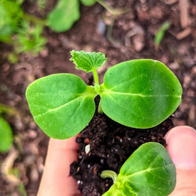 Seed Needs Cucumber Seeds for Planting Armenian Yard Long Cucumbers - Heirloom Non-GMO & Untreated - Snake Melon/Serpent Cucumber to Plant a Home Grown Outdoor Vegetable Garden (1 Pack)