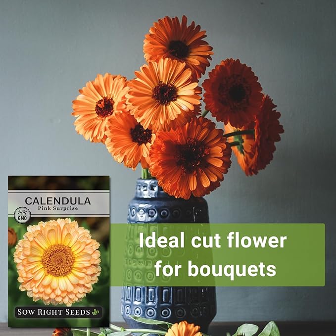 Sow Right Seeds - Pink Surprise Calendula Seeds for Planting - Gorgeous Garden Flowers - Guaranteed to Grow - Non-GMO Heirloom Variety - Ideal for Outdoor Gardening and Pollinator Attraction (1)