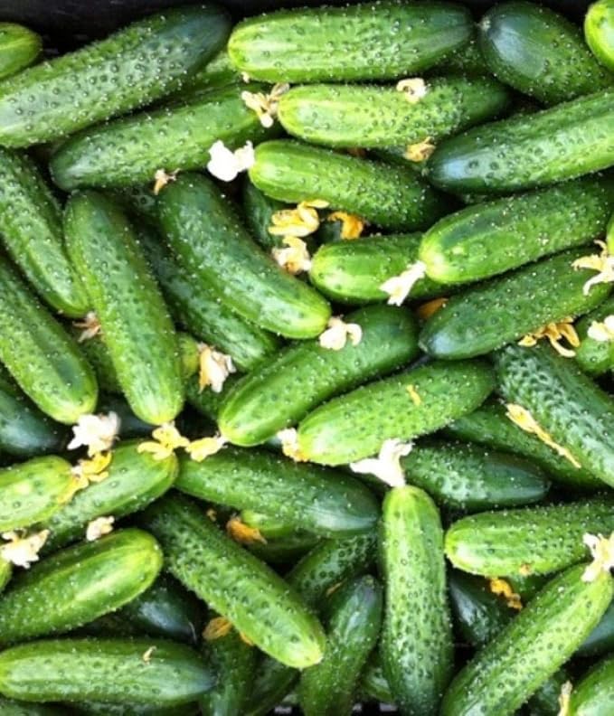 Seeds4planting - Seeds Cucumber to The Envy of a Neighbor Pickling 45 Days Vegetable Non GMO