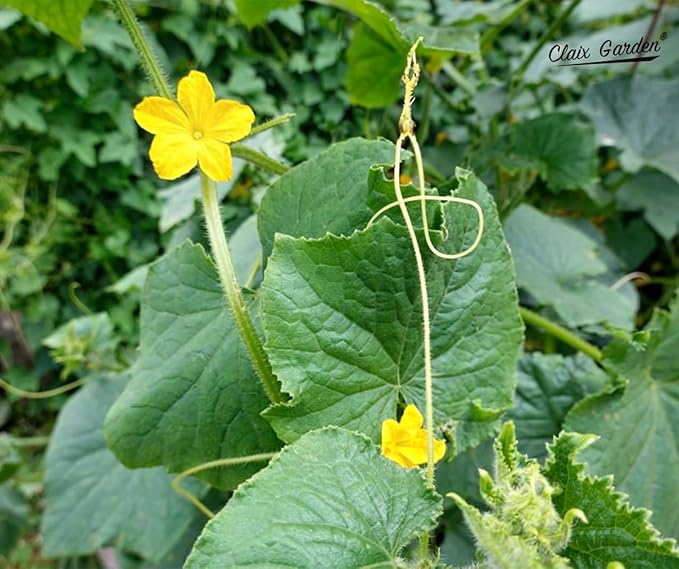 Cucamelon Seeds - Mexican Sour Gherkin - 100 Seeds - Heirloom, Non-GMO and Untreated, Excellent for Any Home Garden, Low Maintenance, Delicious Flavor