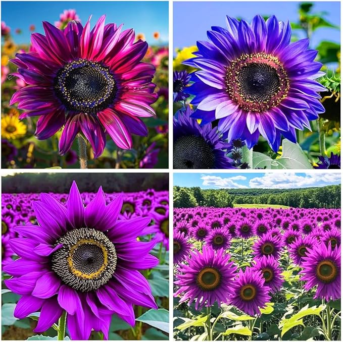 200+ Perennial Sunflower Flower Seeds for Planting Attracts Butterflies & Bees Heirloom Non-GMO
