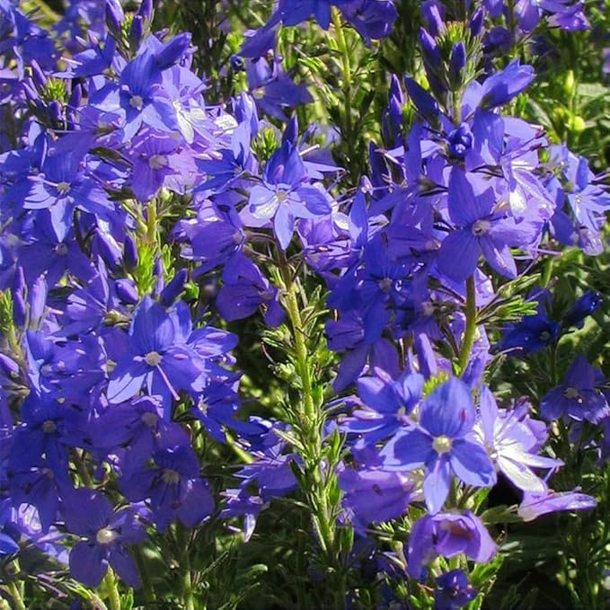 500+ Creeping Veronica Speedwell Seeds for Planting,Ground Cover Seeds,Deer Resistant Perennial Flower Seed Non-GMO Heirloom for Home Outdoor Garden
