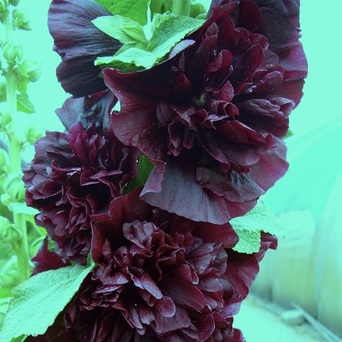 Seeds Black Hollyhock Double 30 Seeds for Planting Flowers Perennial Plant