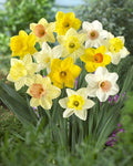 Daffodil Mixture - Narcissus Large Cupped Giant Mixture - Daylily Nursery (20)