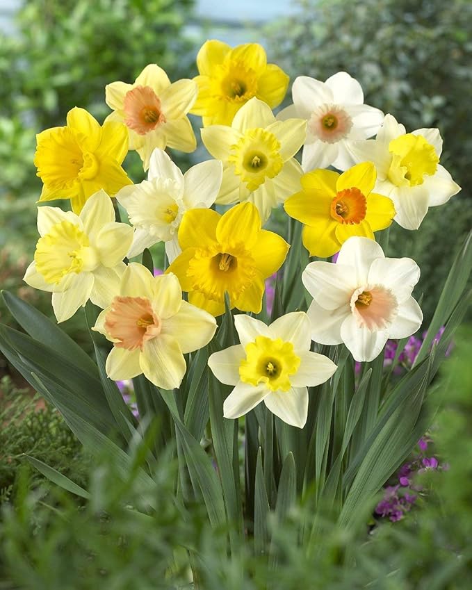 Daffodil Mixture - Narcissus Large Cupped Giant Mixture - Daylily Nursery (20)