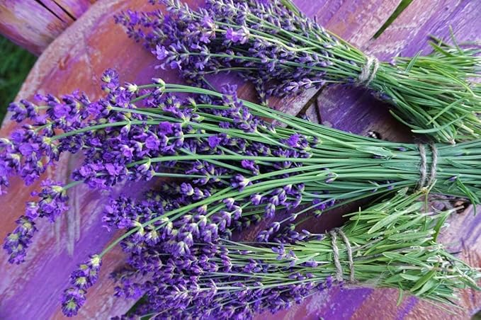 KIRA SEEDS - Seeds English Lavender - Lavandula Plant - Heirloom Herbs - GMO Free