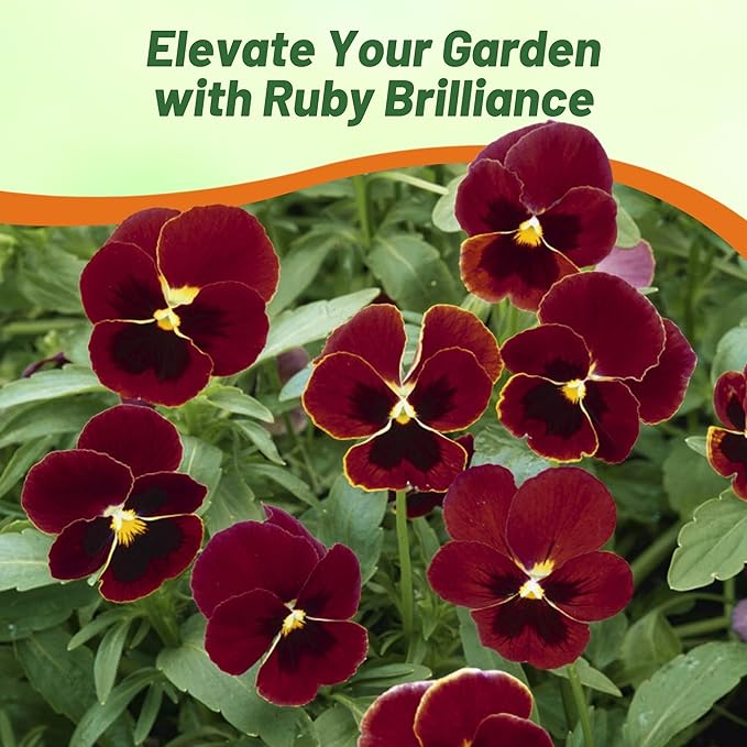 Outsidepride Big Red Viola Pansy Seeds for Planting - 100 Pcs. Biennial, Cold-Hardy & Pollinator Friendly Flowers with Fragrant Blooms for Garden Beds, Borders & Container Displays