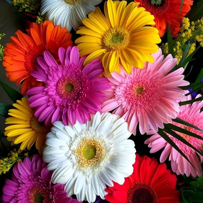Gerbera Daisy Seeds for Planting - 300+ Mixed Gerbera Daisy Seeds Non-GMO Flower for Garden Outdoor