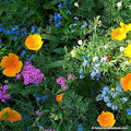 Partial Shade Wildflowers - 25 Varieties and Annual and Perennial Flowering Plants .2 Oz.