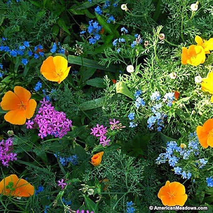 Partial Shade Wildflowers - 25 Varieties and Annual and Perennial Flowering Plants .2 Oz.