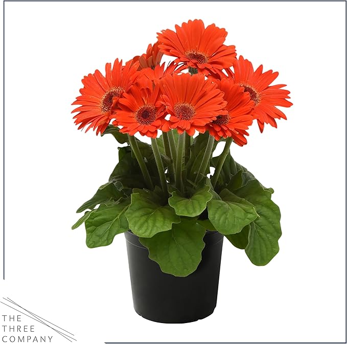 Live Flowering Gerbera Daisies - Orange (3 Plants Per Pack) - Beautiful Spring Flowers - 12" Tall by 5" Wide in 1 Qt Pot