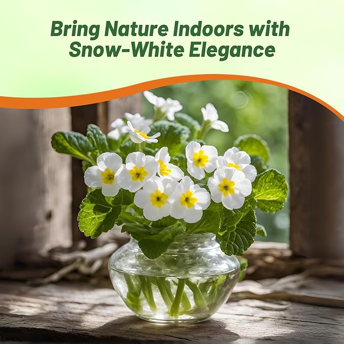 Outsidepride White Common Primrose Seeds - 200 Pcs Perennial, Hardy, Easy to Grow & Low Maintenance Flower Seeds for Planting Vibrant Soft Blooms, for Containers, Borders & Erosion Control