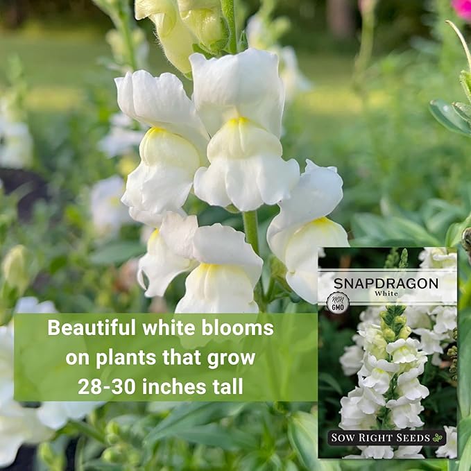 Sow Right Seeds - White Snapdragon Seeds for Planting - Non-GMO Heirloom Annual Variety - Beautiful Snap Dragons Flowers - Easy to Grow - Perfect for Gardens and Pots - Attract Pollinators (1)