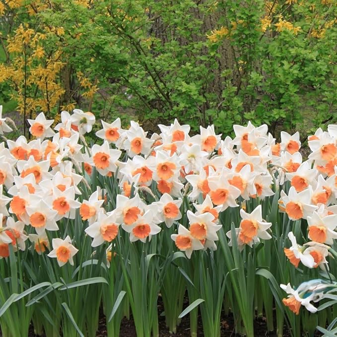 Pink Charm Daffodil Flowers - 12 Bulb Count - Pink and White Large Cup Narcissus - Easy to Grow Spring Blooming Perennials, Hardy Zones 3-8, Deer Resistant, Bee & Butterfly Attracting