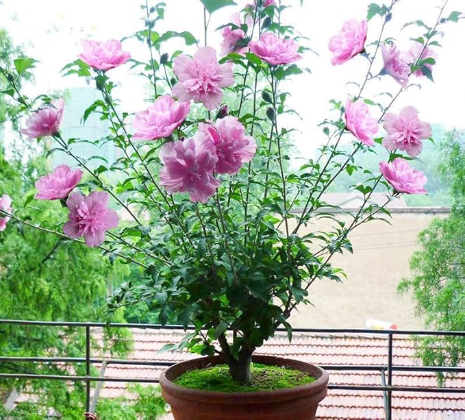 Multicolor Hibiscus Seeds Perennials Rare Non-GMO Heirloom Variety for Your Garden Rose of Sharon Syriacus Hibisceae Beautiful 50pcs
