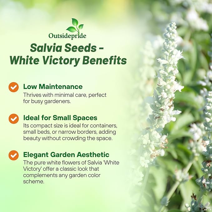 Outsidepride White Victory Salvia Seeds - 2000 Pcs Perennial, Compact, Heavy Blooming & Drought-Tolerant Sage Seeds for Planting Fragrant White Blooms for Butterfly & Hummingbird Gardens & Landscaping
