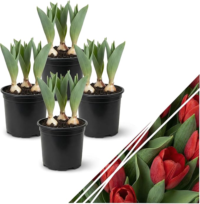 Live Flowering Tulip (4 Per Pack) - Red, Beautiful Spring Bulbs, Ships Dormant in 1 Pint Pot, Blooms in 2-3 Weeks