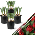 Live Flowering Tulip (4 Per Pack) - Red, Beautiful Spring Bulbs, Ships Dormant in 1 Pint Pot, Blooms in 2-3 Weeks