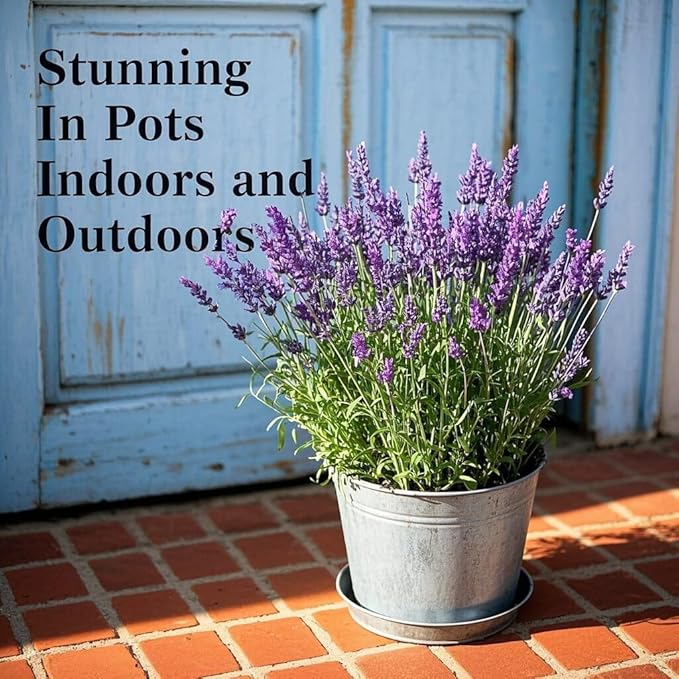 3800+ Lavender Seeds for Planting Outdoor - Non GMO Premium English Lavender Seeds for 2026, Lavender Plants or Dried Flowers, Wildflower Seed, DIY Essential Oils Perfect for Home Gardeners, Gifts