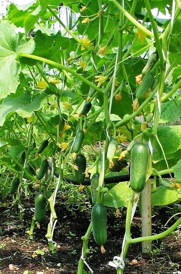 Cucumber Market F1 Seeds – Hybrid, Self-Pollinated | 38-45 Days to Harvest | High-Yield Variety for Fresh Eating & Slicing