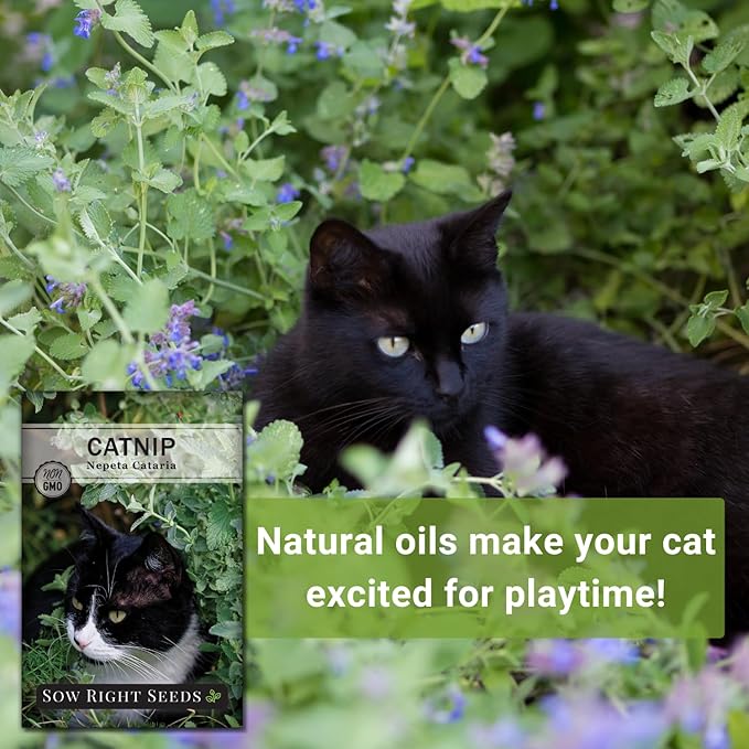 Sow Right Seeds - Catnip Seed for Planting - Popular Herb for Happy Cats - Non-GMO Heirloom Packet with Instructions to Plant and Grow - A Gift for The Cat Lover - Perennial Herb Indoors (1)