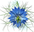 1000 Seeds -Blue Love in a Mist - Nigella - Easy to Grow