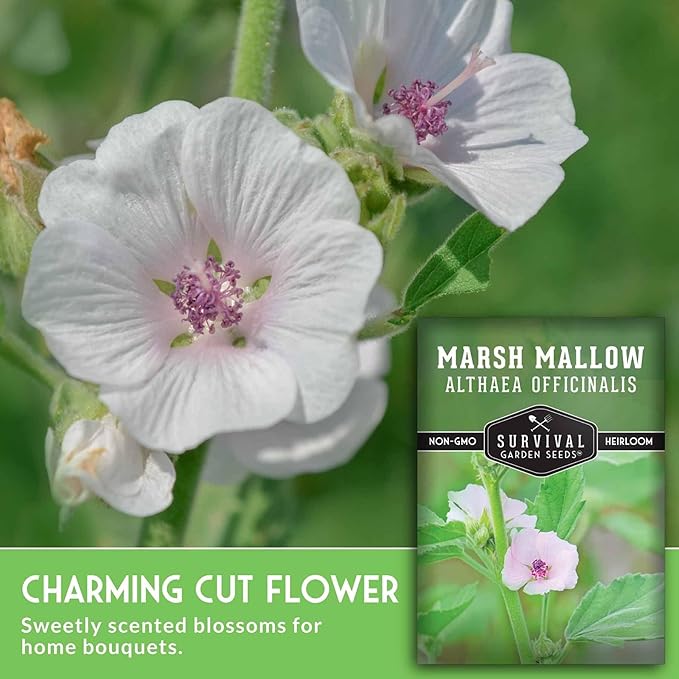 Marshmallow Seeds for Planting - Marsh Mallow Medicinal Herb, Althaea Officinalis, Traditional Root Plant for Herb Garden - Heirloom Non-GMO Open Pollinated - Survival Garden Seeds (5 Pack