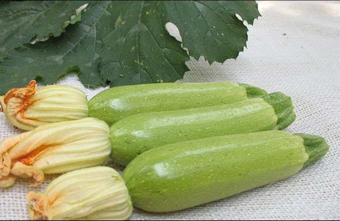 Seeds Squash Zucchini Aspirant 38 Days White Bush Vegetable for Planting Heirloom Non GMO