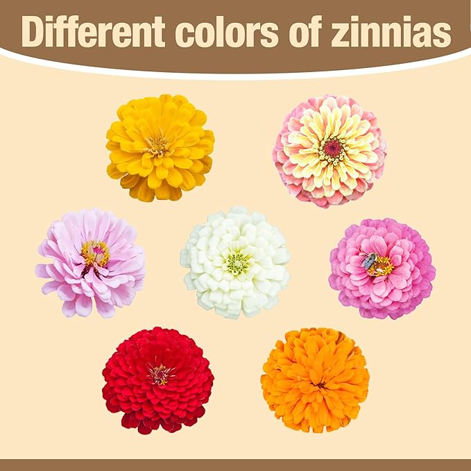 16000+ Zinnia Flower Seeds for 2026-7+ Color Mix, High Germination Rate, Perfect for Gardens, Mix Zinnia Wildflower Seeds, Mixed Colors and Large Blooms, Easy to Grow, Large 4 Ounce Packet