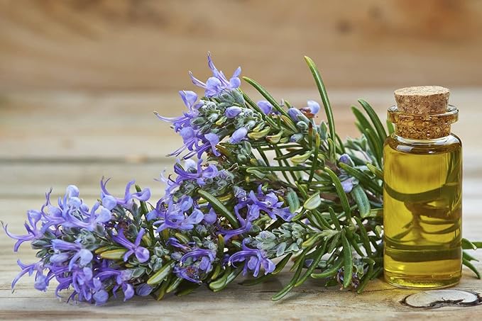 Seeds4planting - Seeds Rosemary for Planting Non GMO Heirloom