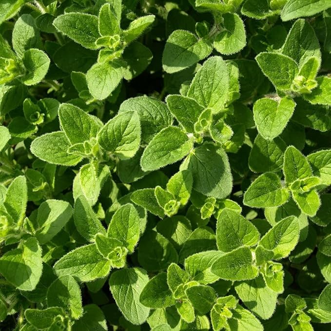 Oregano Seeds Italian Oregano HERB Seeds, Heirloom, 50+ Seeds, Healthy Delicious HERB