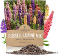 Russell Lupine Seeds – Extra Large Packet – Over 1,300 Open Pollinated Non-GMO Perennial Wildflower Seeds – Lupinus polyphyllus