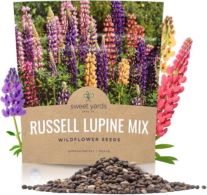 Russell Lupine Seeds – Extra Large Packet – Over 1,300 Open Pollinated Non-GMO Perennial Wildflower Seeds – Lupinus polyphyllus