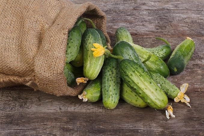 Seeds Cucumber Lyalyuk Little Mini Pickling Heirloom Vegetable for Planting Non GMO