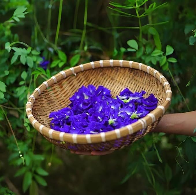 100+ Butterfly Pea Flower Seeds HOA Dau Biec Organic Clitoria Ternatea for Home Garden Blue Butterfly Pea Asian Pigeonwings Tropical Vine Plant Perfect for Tea, Landscaping, and Decorations