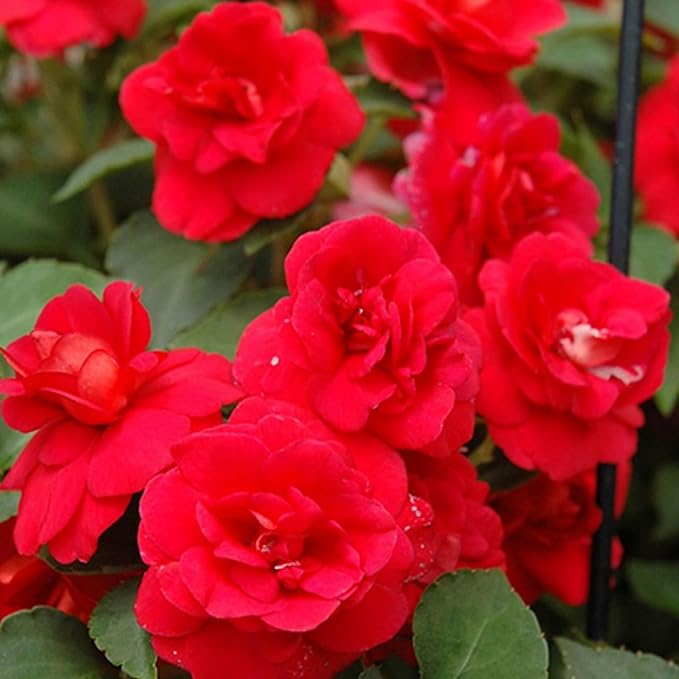 350+ Double Impatiens Seeds for Planting Perennial Annual Mixed Camellia Impatiens Balsamina Balsam Seeds Double Flower Borders Containers Outdoor