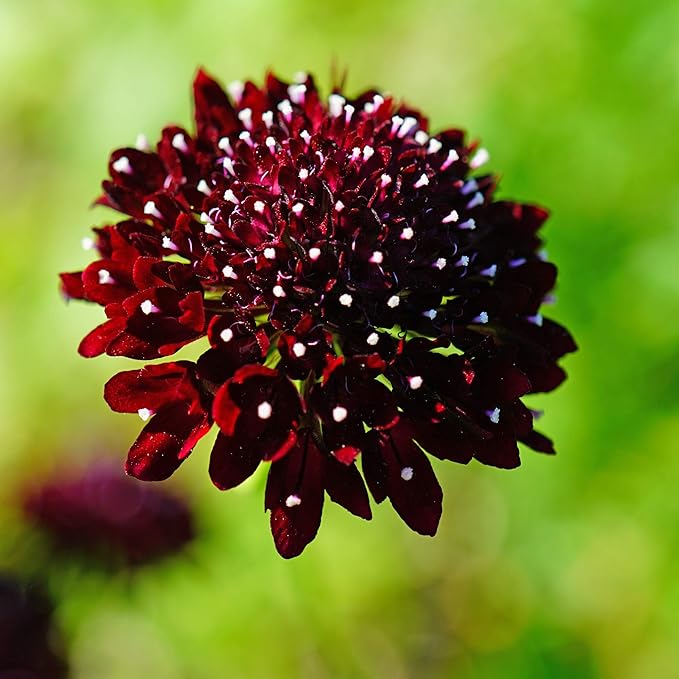 Outsidepride Double Purple Scabiosa Seeds - 200 Pcs Perennial Pincushion Flower Seeds That Attract Pollinators, Upright & Neat Growth Habit for Small Gardens, Borders, Containers, & Xeriscaping
