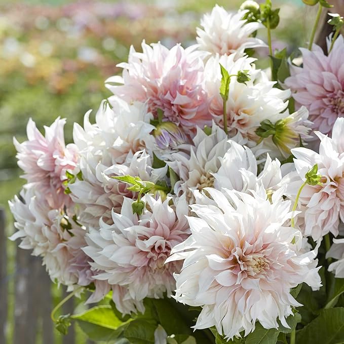 Eden Brothers Dahlia Bulbs (Dinnerplate) - Cafe au Lait, Non-GMO Bulbs for Planting, 2 Bulbs | Low-Maintenance Flower Bulbs, Plant During Spring, Zones 8, 9, 10, 11