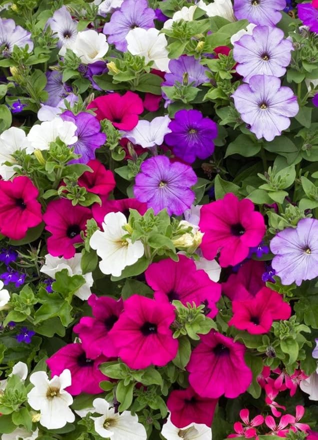 KIRA SEEDS - Seeds Petunia Triumph Rainbow Mix - Annual Flowers for Planting - GMO Free