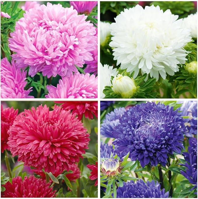 500+ Perennial Mix Aster Flower Seeds for Planting Outdoor-Attracts Bees&Butterflies Non-GMO Heirloom