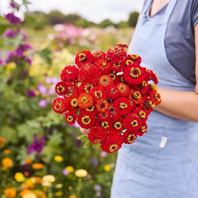 Eden Brothers Zinnia Seeds - Lilliput Redman, Non-GMO Seeds for Planting, 1 oz | Low-Maintenance Flower Seeds, Plant During Spring, Zones 3, 4, 5, 6, 7, 8, 9, 10