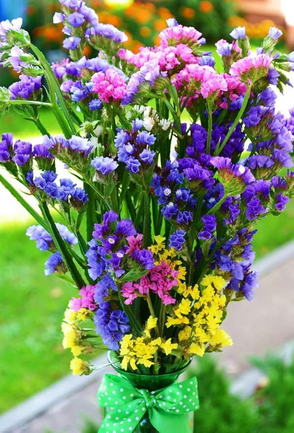 KIRA SEEDS - Seeds Wavyleaf Sea Lavender Mix - Statice Kermek - Heirloom Herb - GMO Free