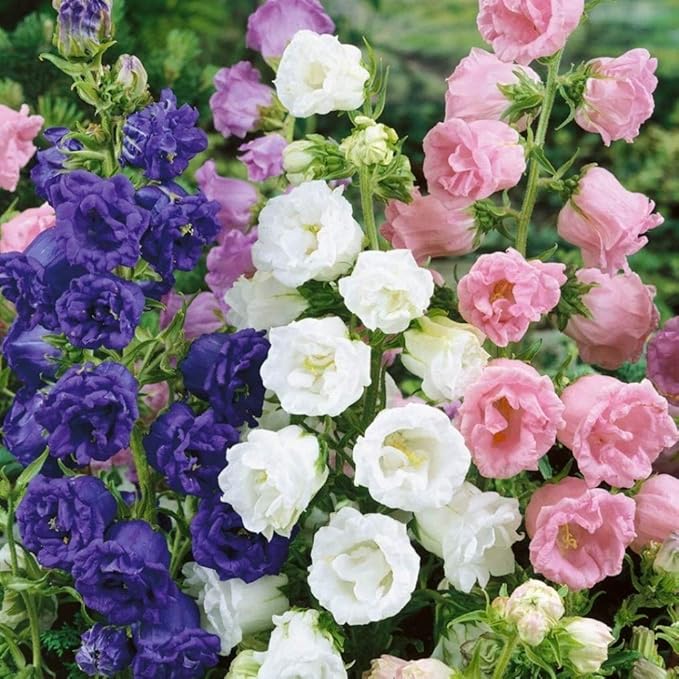 22Day Seeds: Seeds Canterbury Bells Double Mix/Bellflower/Biennial Flowers