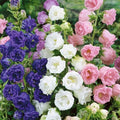 NIKA SEEDS - Seeds Flowers Canterbury Bells Double Mix (Cups and Saucers) Biennial - 500 Seeds