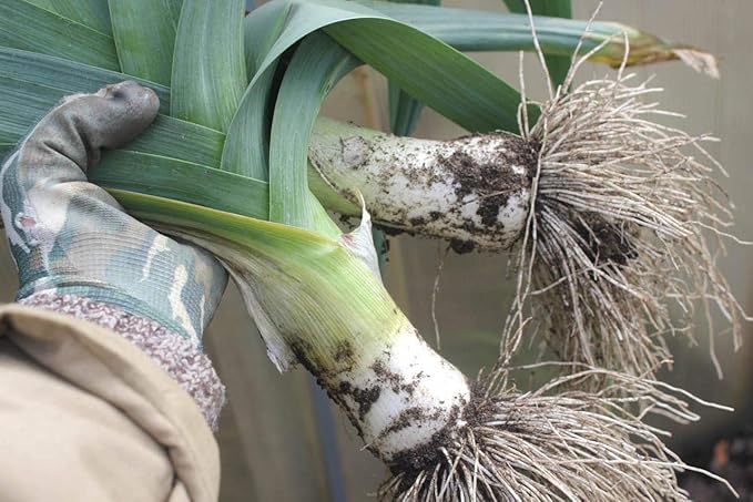 Seeds Giant Leek Onion Non GMO Vegetable for Planting